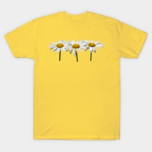 Daisies - Three Daisies In a Row T-Shirt